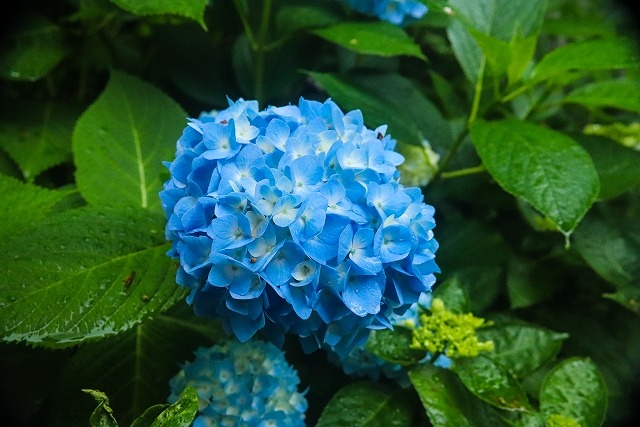 紫陽花